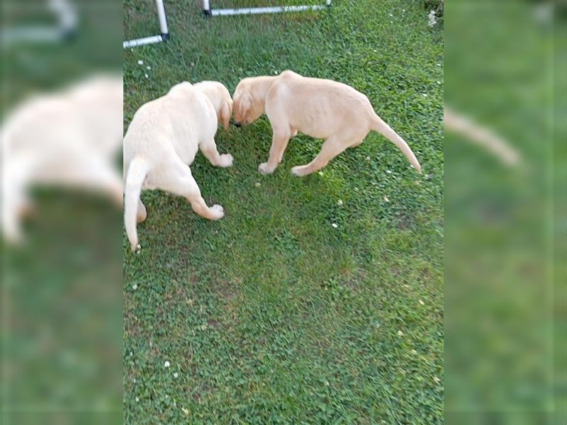 Labradorwelpen mit tollen Starterpaket reinrassig vom Land noch 2 Welpen frei!