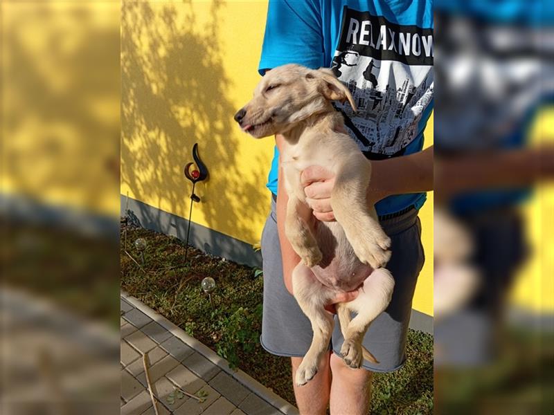 Labradorwelpen mit tollen Starterpaket reinrassig vom Land noch 2 Welpen frei!