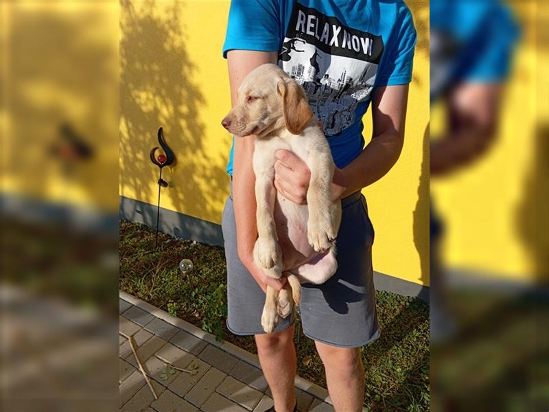 Labradorwelpen mit tollen Starterpaket reinrassig vom Land noch 2 Welpen frei!