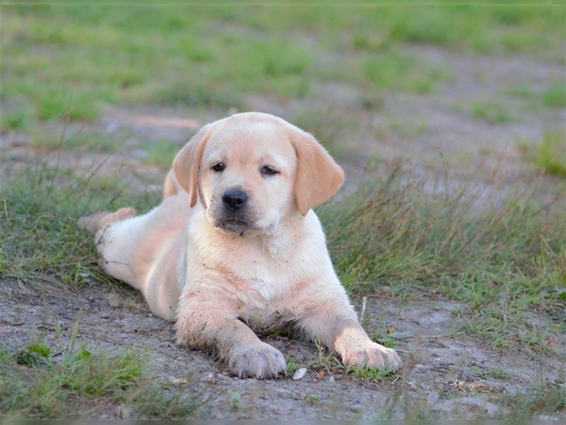 Labradorwelpe Gretel aus Blindenführhundelinie