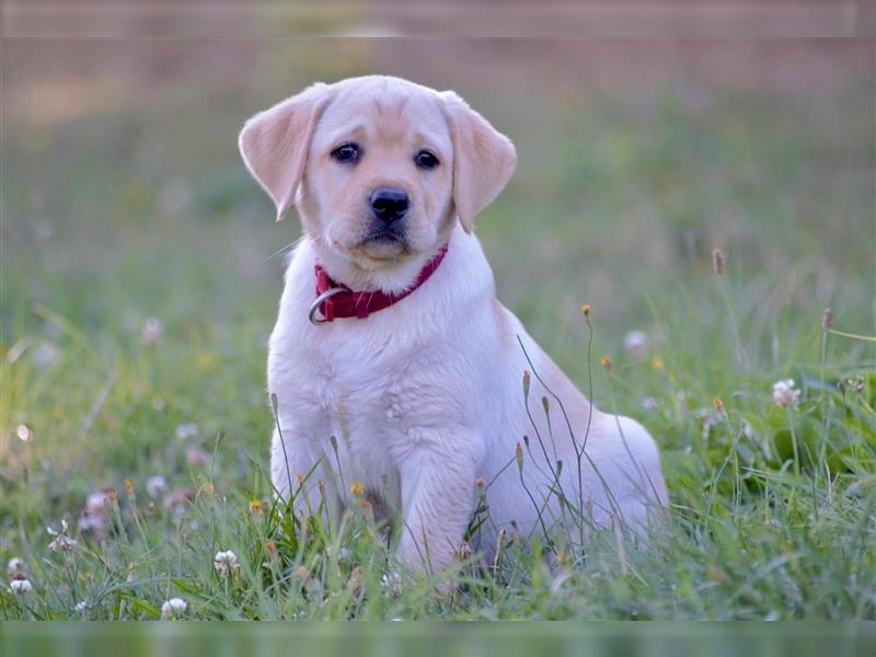 Labradorwelpe Gretel aus Blindenführhundelinie