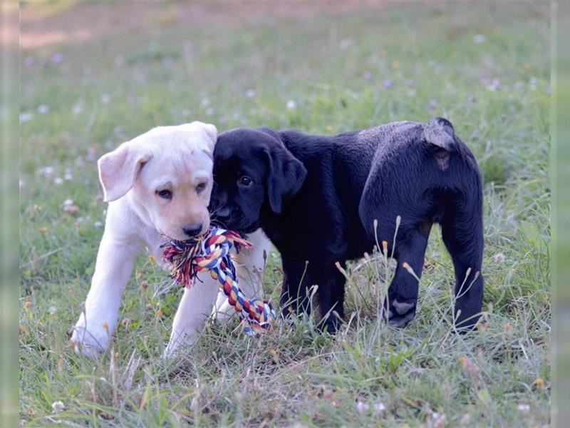 Labradorwelpe Gretel aus Blindenführhundelinie