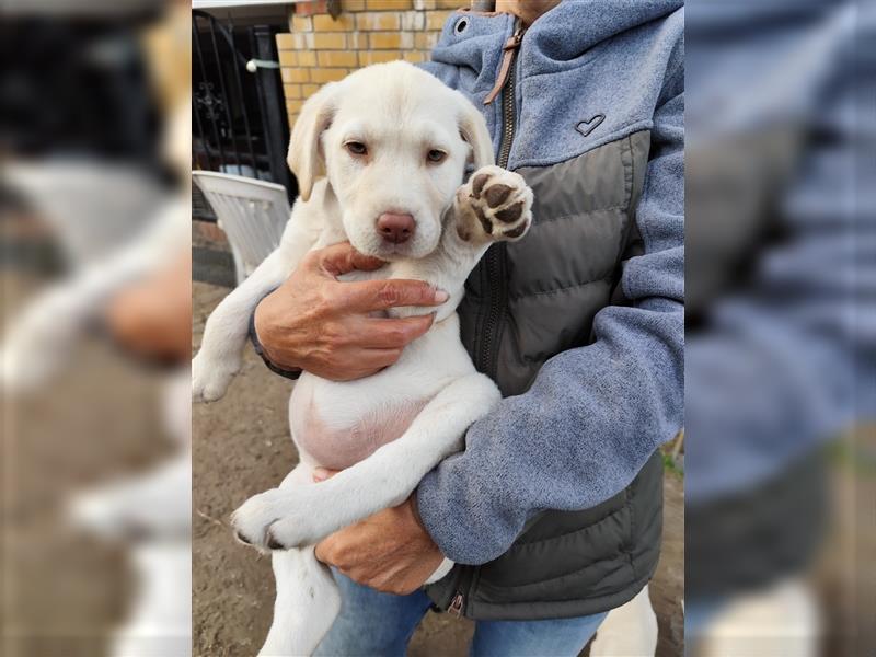 Wir haben ab sofort Labrador Welpen in hell beige und schwarz abzugeben