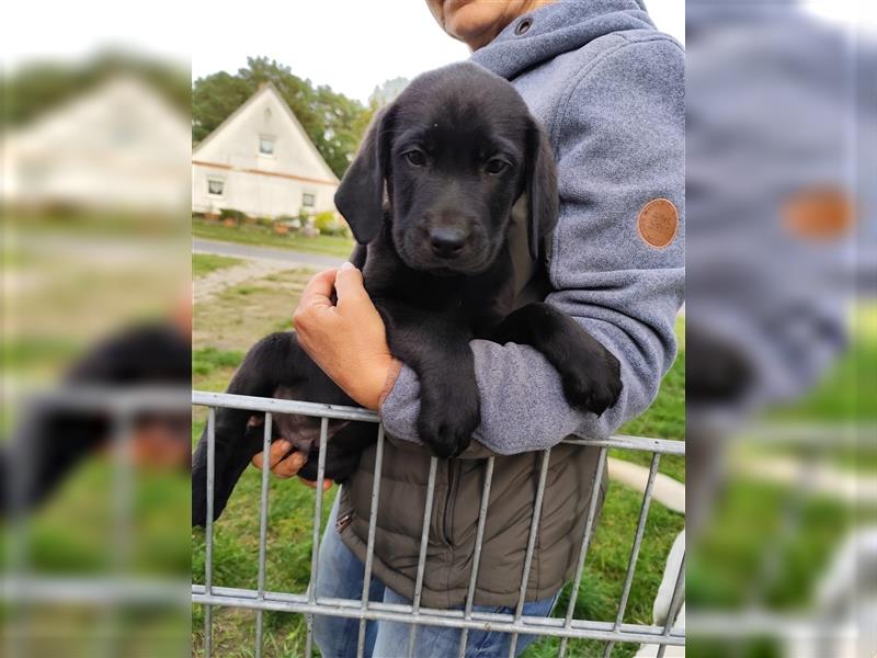 Wir haben ab sofort Labrador Welpen in hell beige und schwarz abzugeben