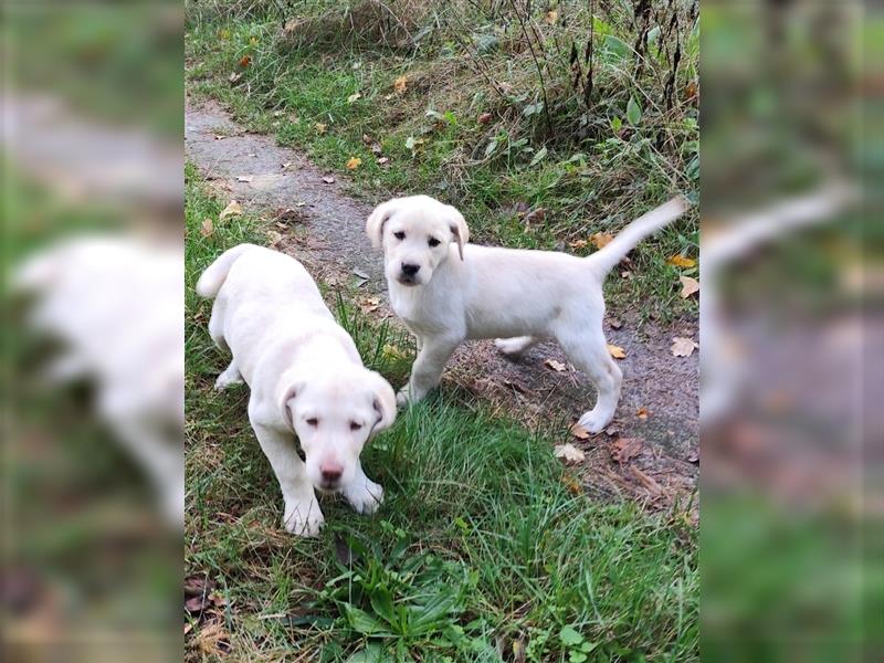 Wir haben ab sofort Labrador Welpen in hell beige und schwarz abzugeben