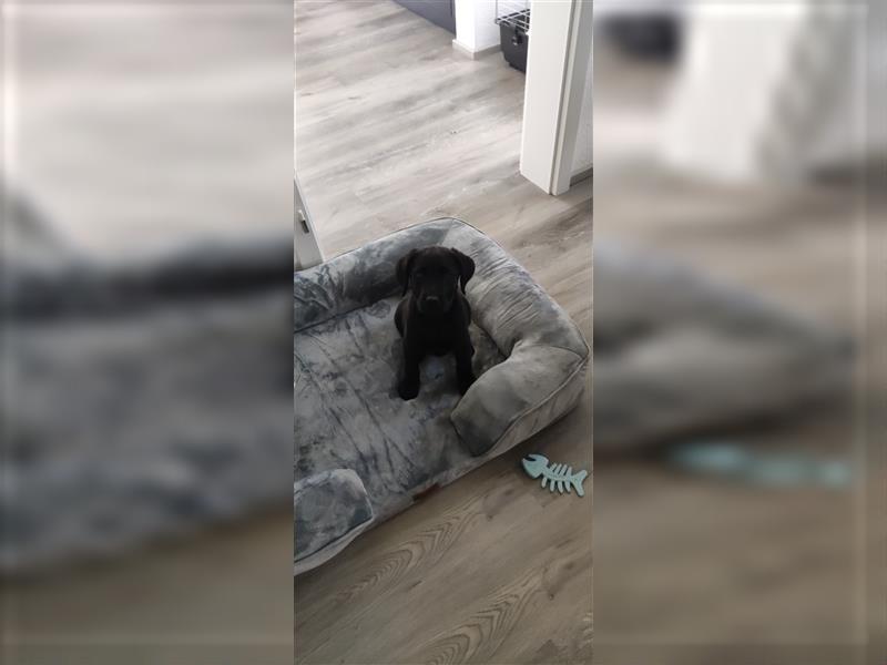Reinrassiger Labrador Welpe sucht liebevolles Zuhause