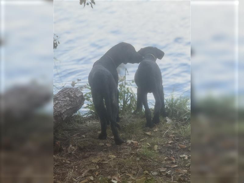 2 Hündinnen Labrador Rhodesian Ridgeback Welpen Sonderfarbe seal kinderlieb abgabebereit