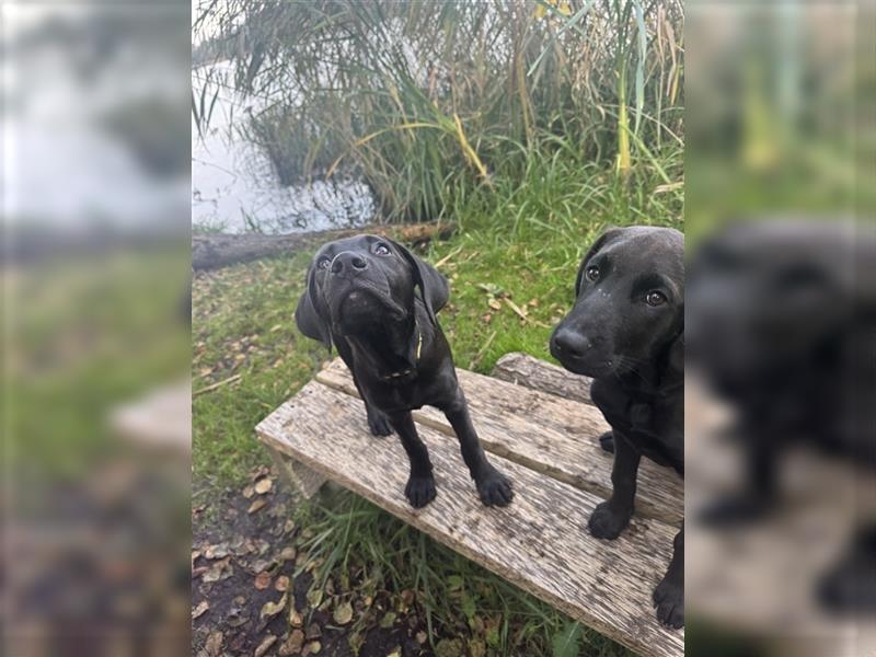 2 Hündinnen Labrador Rhodesian Ridgeback Welpen Sonderfarbe seal kinderlieb abgabebereit