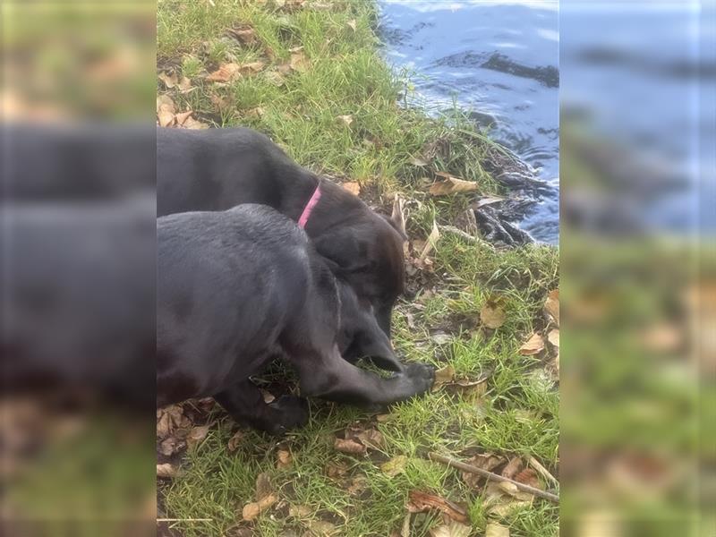 2 Hündinnen Labrador Rhodesian Ridgeback Welpen Sonderfarbe seal kinderlieb abgabebereit