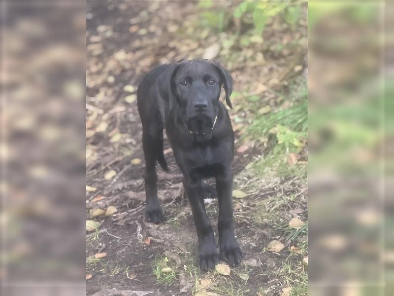 2 Hündinnen Labrador Rhodesian Ridgeback Welpen Sonderfarbe seal kinderlieb abgabebereit