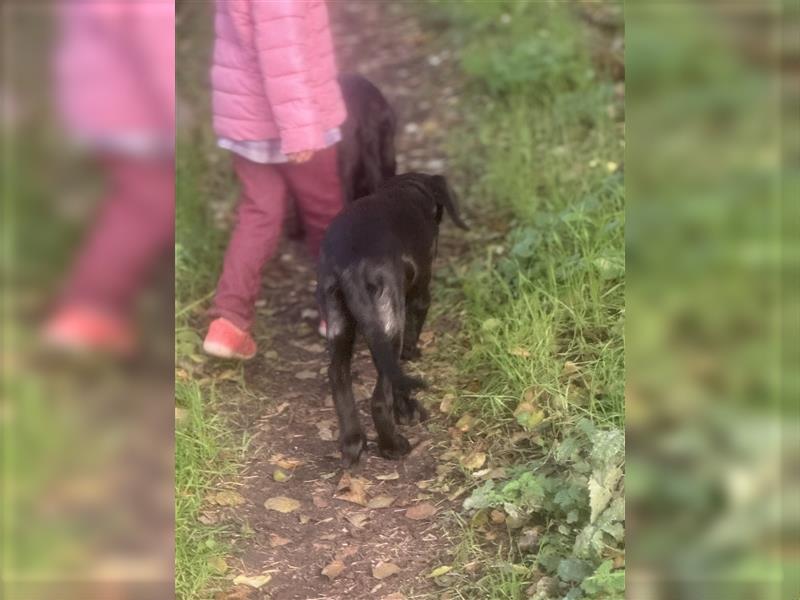 2 Hündinnen Labrador Rhodesian Ridgeback Welpen Sonderfarbe seal kinderlieb abgabebereit