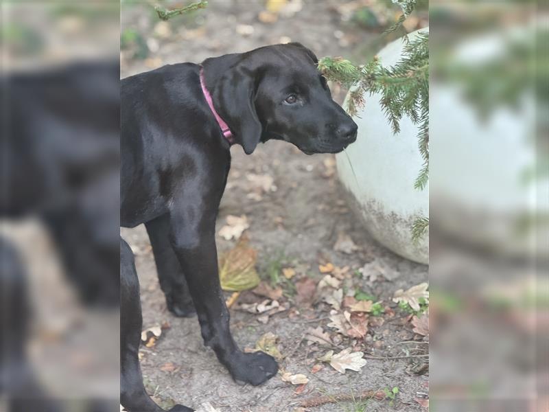 2 Hündinnen Labrador Rhodesian Ridgeback Welpen Sonderfarbe seal kinderlieb abgabebereit