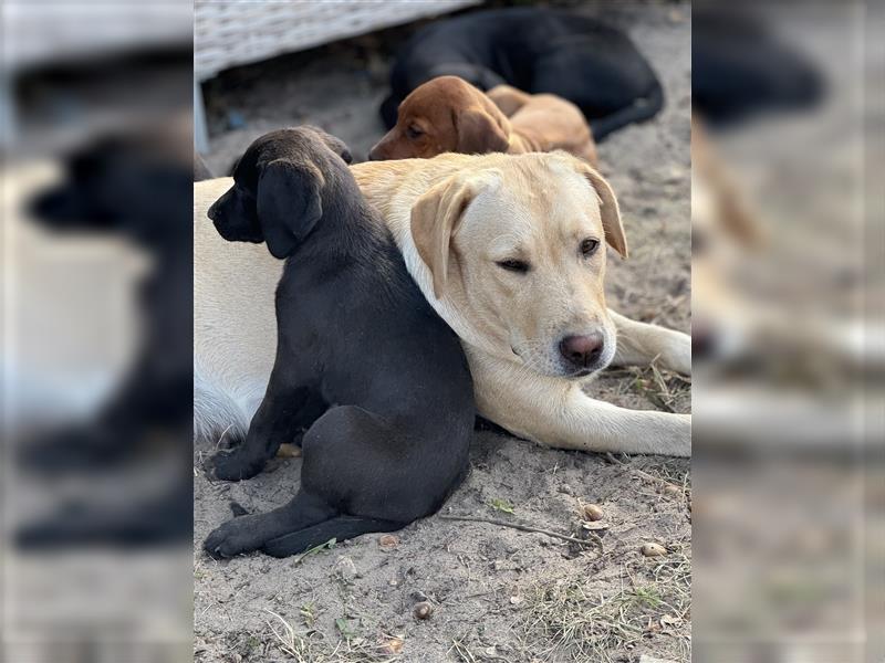 2 Hündinnen Labrador Rhodesian Ridgeback Welpen Sonderfarbe seal kinderlieb abgabebereit