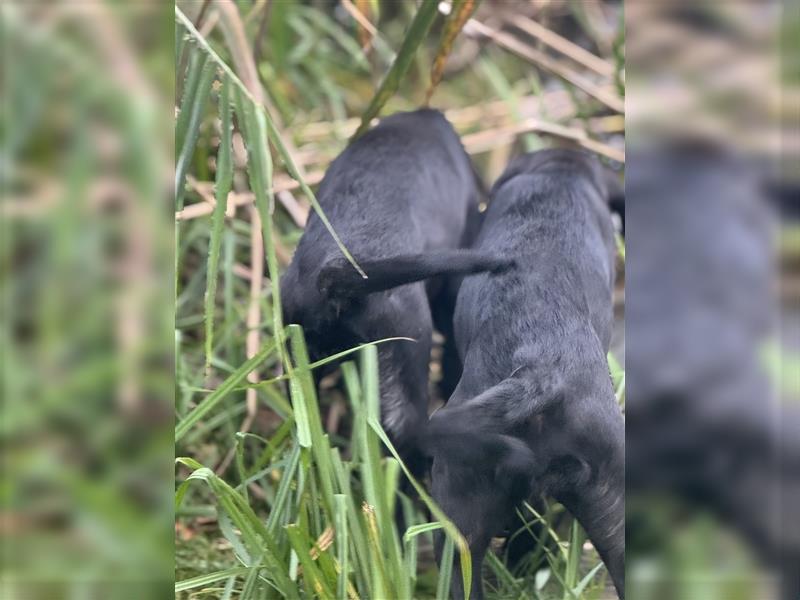 2 Hündinnen Labrador Rhodesian Ridgeback Welpen Sonderfarbe seal kinderlieb abgabebereit