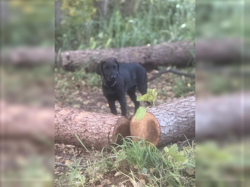 2 Hündinnen Labrador Rhodesian Ridgeback Welpen Sonderfarbe seal kinderlieb abgabebereit