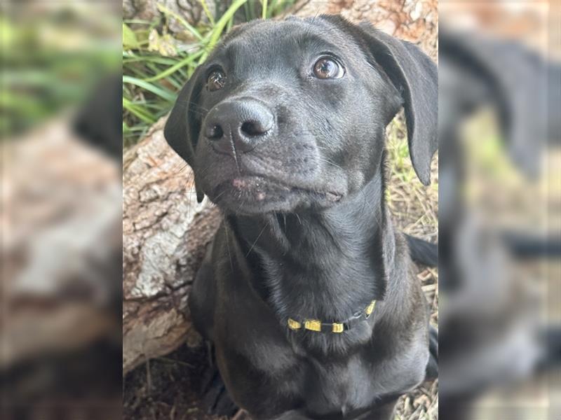 2 Hündinnen Labrador Rhodesian Ridgeback Welpen Sonderfarbe seal kinderlieb abgabebereit