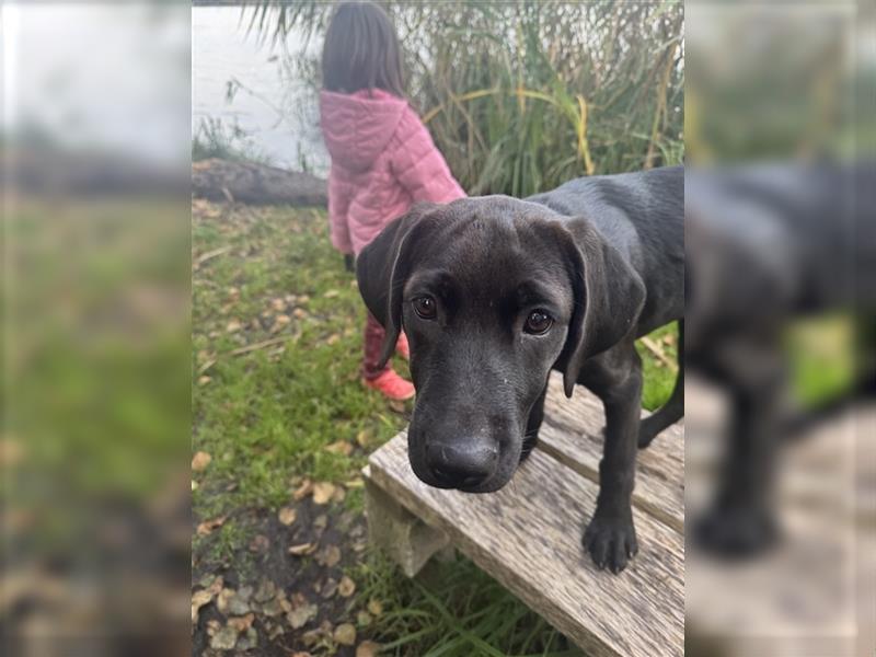 Hündin gelb Labrador Rhodesian Ridgeback Mix kinderlieb abgabenereit