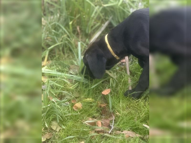 Hündin gelb Labrador Rhodesian Ridgeback Mix kinderlieb abgabenereit