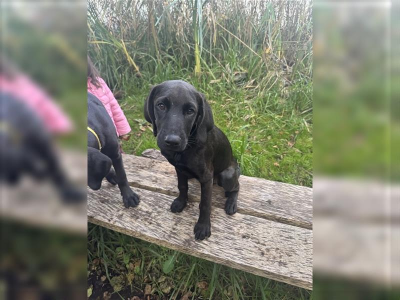 Frau Pink Labrador Rhodesian Ridgeback Mix Hündin kinderlieb abgabebereit