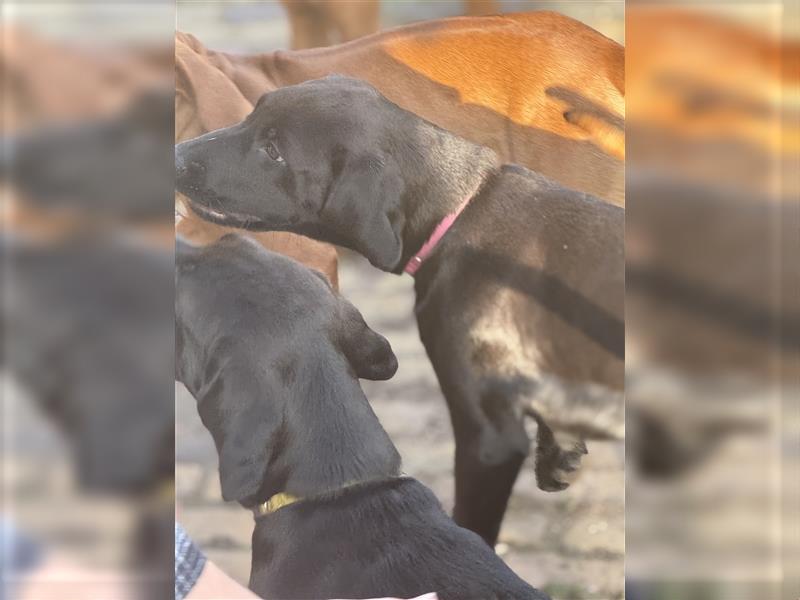 Frau Pink Labrador Rhodesian Ridgeback Mix Hündin kinderlieb abgabebereit