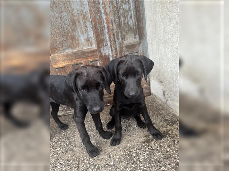 Frau Pink Labrador Rhodesian Ridgeback Mix Hündin kinderlieb abgabebereit