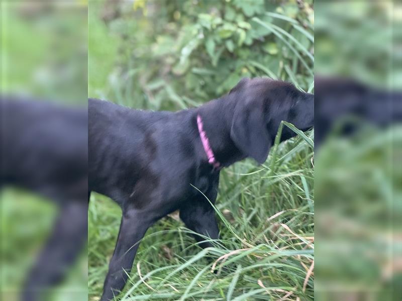 Frau Pink Labrador Rhodesian Ridgeback Mix Hündin kinderlieb abgabebereit