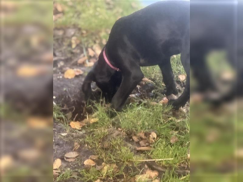 Frau Pink Labrador Rhodesian Ridgeback Mix Hündin kinderlieb abgabebereit