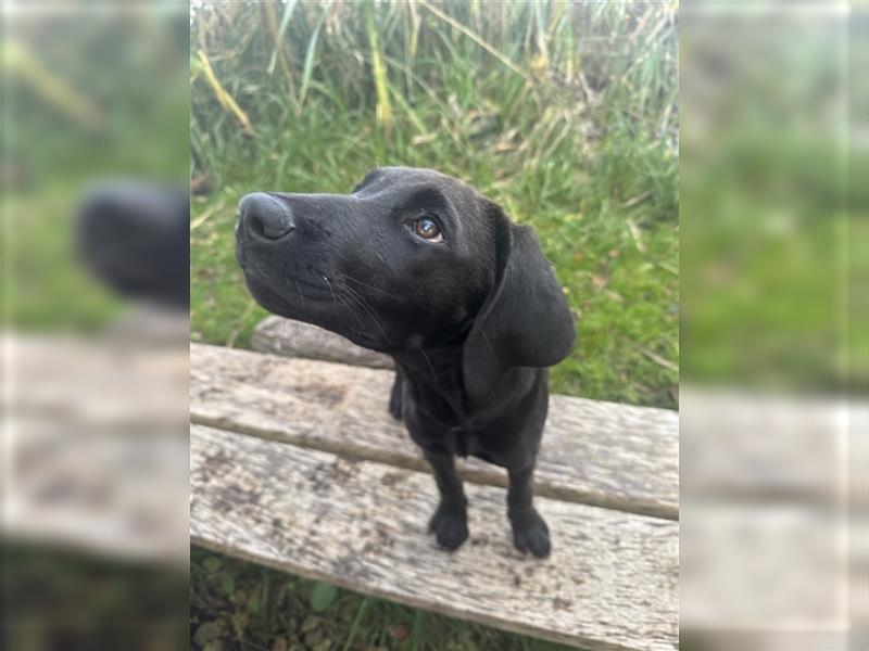 Frau Pink Labrador Rhodesian Ridgeback Mix Hündin kinderlieb abgabebereit