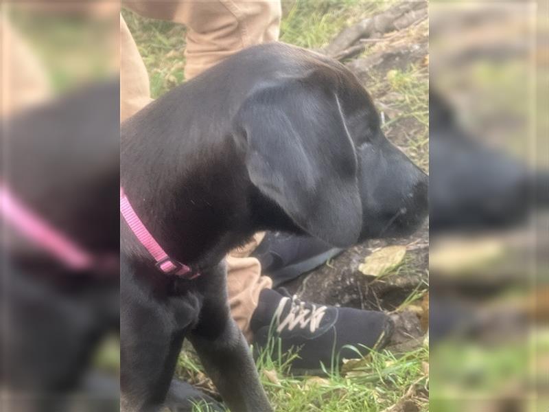 Frau Pink Labrador Rhodesian Ridgeback Mix Hündin kinderlieb abgabebereit