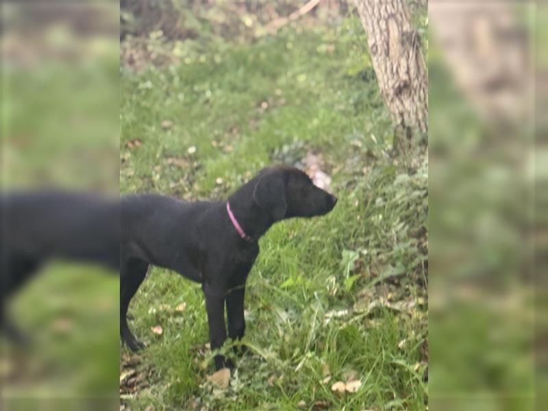 Frau Pink Labrador Rhodesian Ridgeback Mix Hündin kinderlieb abgabebereit