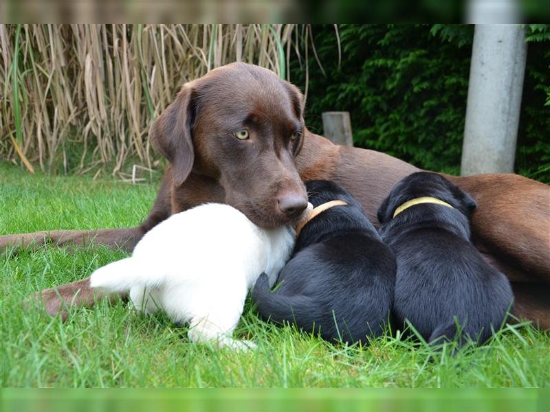 Reinrassige Labradorwelpen (Arbeitslinie)drei schwarze Mädels suchen ein schöne Zuhause