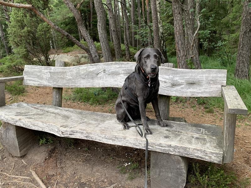 Labrador Hündin