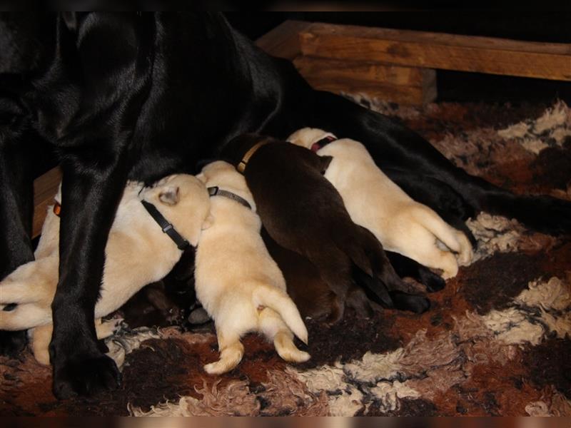 Unsere bildhübschen, vitalen Labradorwelpen sind gelandet!