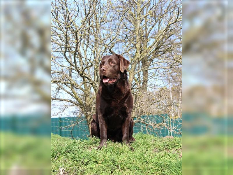 Unsere bildhübschen, vitalen Labradorwelpen sind gelandet!