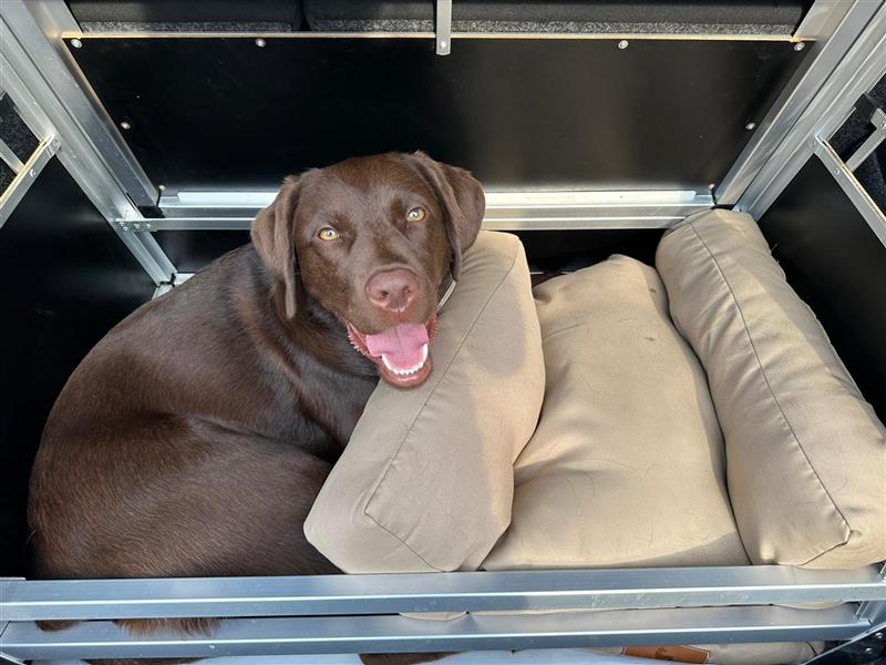 Unsere bildhübschen, vitalen Labradorwelpen sind gelandet!