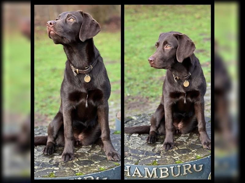 Unsere bildhübschen, vitalen Labradorwelpen sind gelandet!