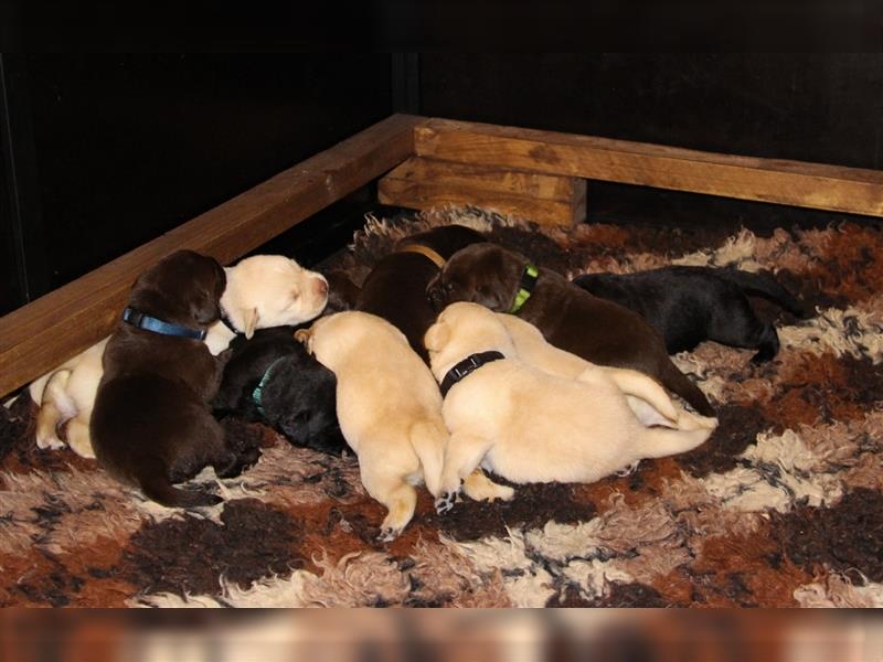 Unsere bildhübschen, vitalen Labradorwelpen sind gelandet!