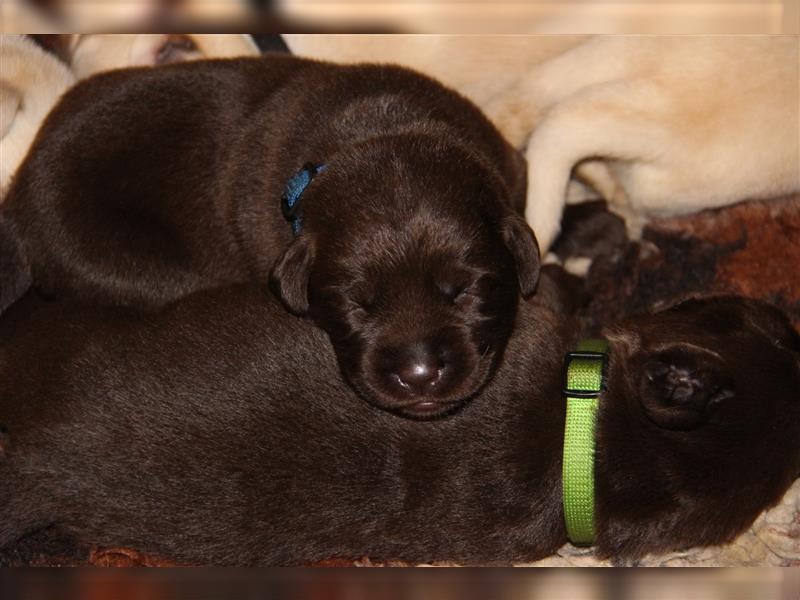 Unsere bildhübschen, vitalen Labradorwelpen sind gelandet!