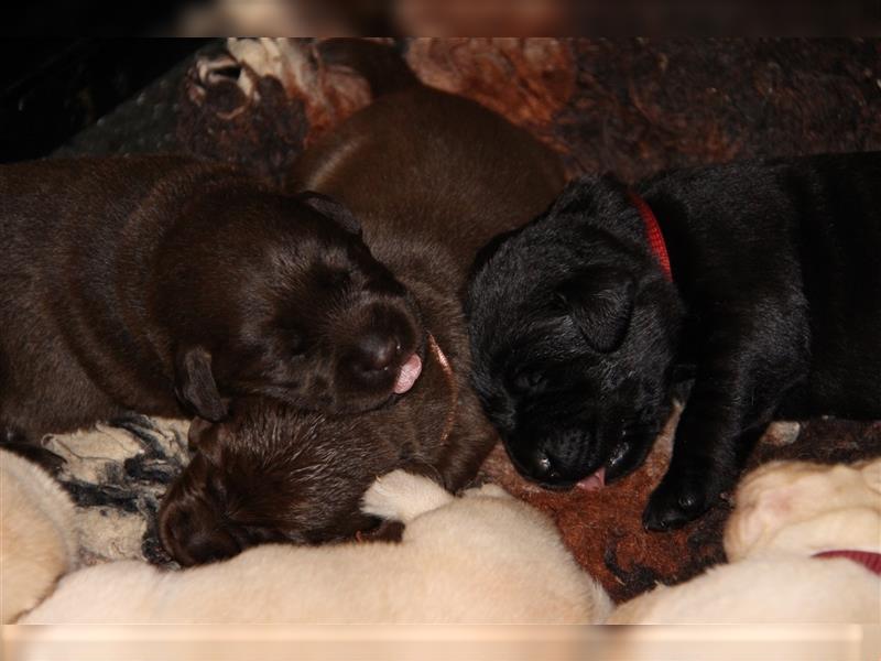 Unsere bildhübschen, vitalen Labradorwelpen sind gelandet!