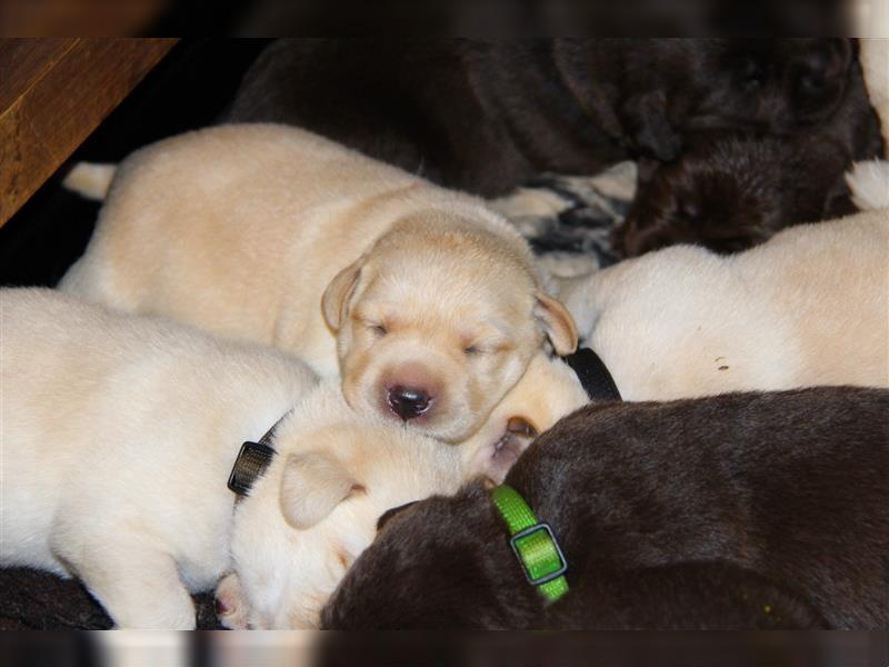 Unsere bildhübschen, vitalen Labradorwelpen sind gelandet!