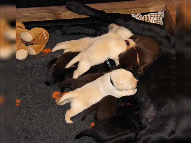 Unsere bildhübschen, vitalen Labradorwelpen sind gelandet!