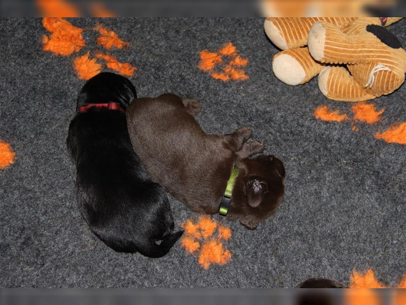 Unsere bildhübschen, vitalen Labradorwelpen sind gelandet!