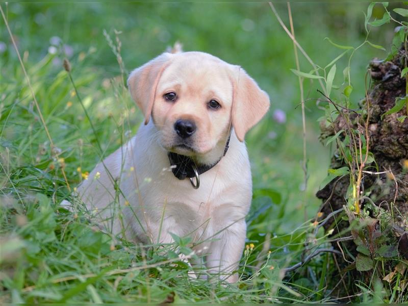 Labradorwelpe Gretel aus Blindenführhundelinie