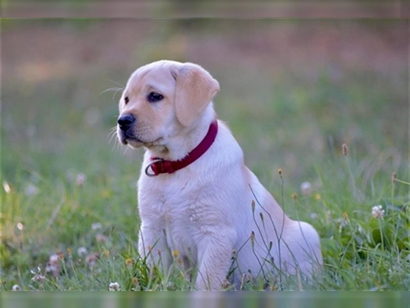 Labradorwelpe Gretel aus Blindenführhundelinie