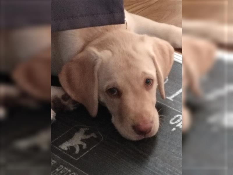 Zuckersüße Labrador Hündin 13 Wochen