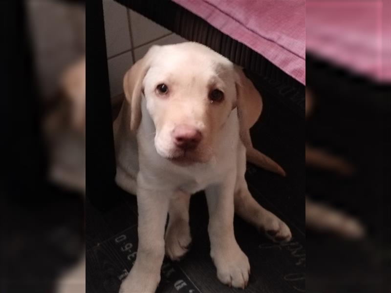 Zuckersüße Labrador Hündin 13 Wochen