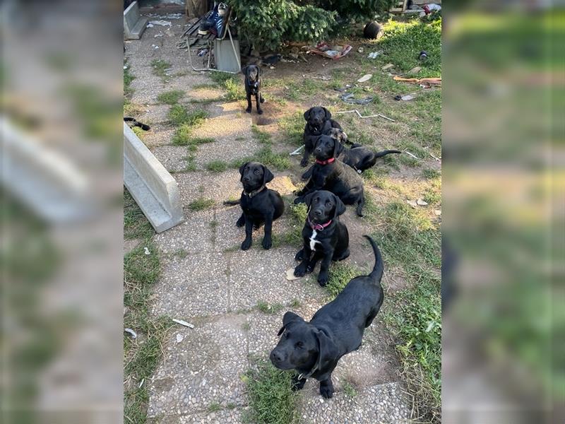 Schwarze Labrador-Labrador/Apenzeller Welpen