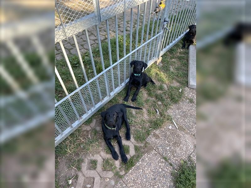 Schwarze Labrador-Labrador/Apenzeller Welpen