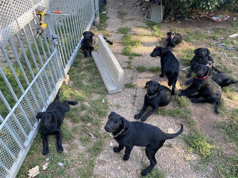 Schwarze Labrador-Labrador/Apenzeller Welpen