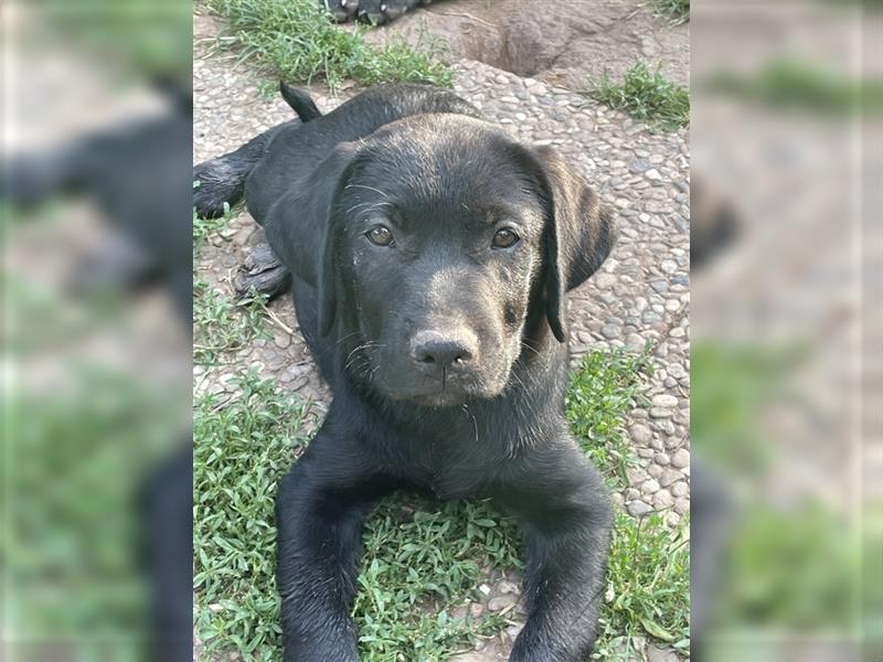 Schwarze Labrador-Labrador/Apenzeller Welpen